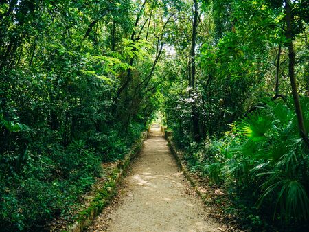 The path in the woods. The road running through the forest, the sky is not visible.の写真素材