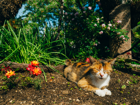 The cat on the nature in a bed of flowers. Cat in the Arboretum Trsteno, Croatia. Tattered street cat.の写真素材