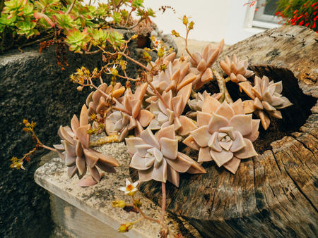 Succulents of Echeveria in the flowerbed. Cacti in the pot. Flowers of Montenegro.の写真素材