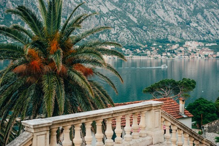 Palm tree. Date green tree in Montenegro.の写真素材