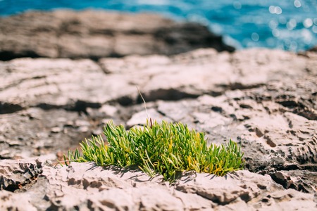 The plant breaks through the stones near the sea. Flowers and plants in Montenegro.の写真素材