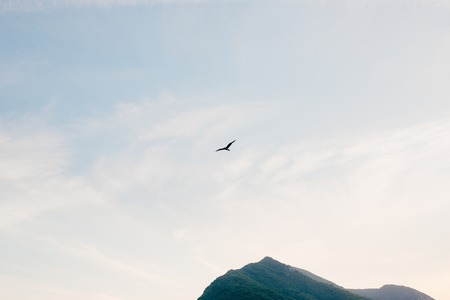 Seagull flying in the sky. Montenegro, Adriatic seaの写真素材