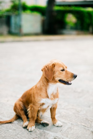 A dog in the city is waiting for its master.の写真素材