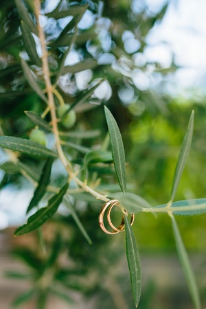 Wedding rings on the olive branch. Wedding jewelry.の写真素材