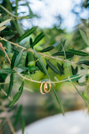 Wedding rings on the olive branch. Wedding jewelry.の写真素材