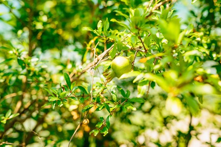 The medium-sized pomegranate fruit on the tree green in Montenegro.の写真素材