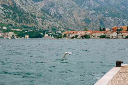 Seagull flying in the sky over the water.