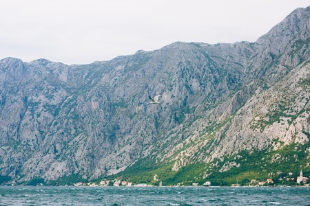 Seagull flying in the sky over the water.の写真素材