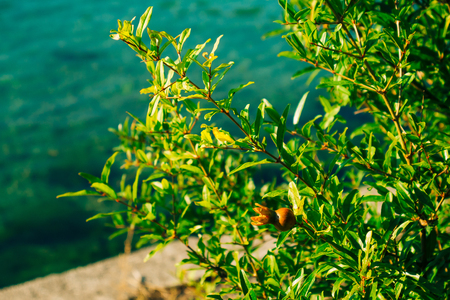 Small pomegranates on the tree in Montenegro. Pomegranate tree on the beach.の写真素材