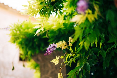 Flowering tree wisteria in Montenegro, the Adriatic and the Balkans.の写真素材