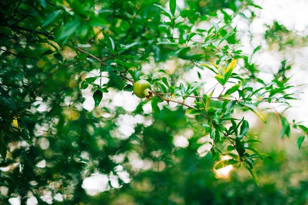 The medium-sized pomegranate fruit on the tree green in Montenegro.の写真素材