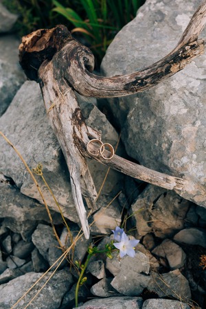 Wedding rings on a tree bark. Jewelry at the wedding.の写真素材
