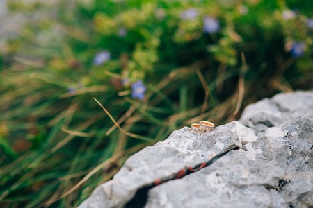 Wedding rings on the stones in the grass, among the greenery, leaves. Wedding jewelry.の写真素材
