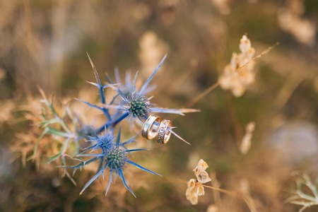 Wedding rings on sea holly flowers. Plants in Montenegroの写真素材