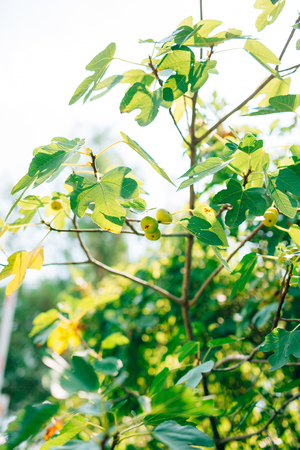 Ripened figs, green fruit. Fig trees in Montenegroの写真素材