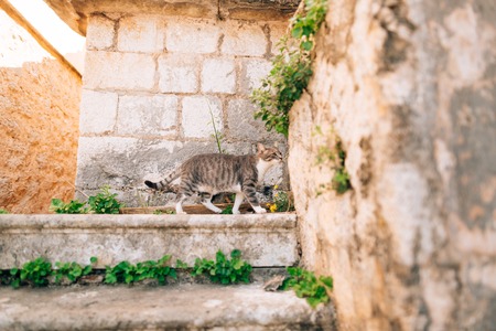 Cat on the old stairs in Perast, Montenegro.の写真素材