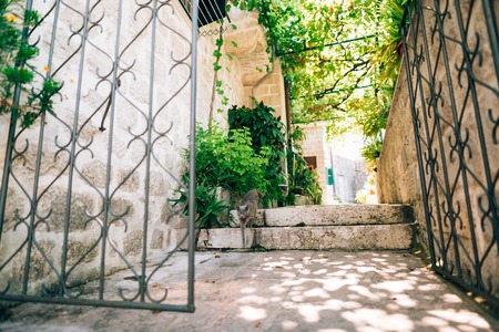 Cats in the old town of Budva, Kotor, Dubrovnik. Croatia and Montenegro.の写真素材