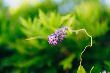 Flowering tree wisteria in Montenegro, the Adriatic and the Balkans.の写真素材