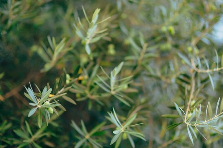 Olive branch with fruits. Olive groves and gardens in Montenegro.の写真素材