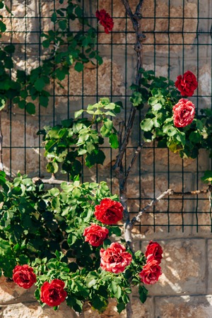 Roses on the street. Pink and red roses grow on the streets of Montenegro.の写真素材