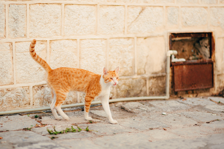 Cats in the old town of Budva, Kotor, Dubrovnik. Croatia and Montenegro.の写真素材