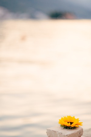 Flower of sunflower on a rock by the sea.の写真素材