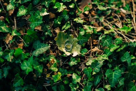 Wedding rings on the ivy. Wedding jewelry.の写真素材