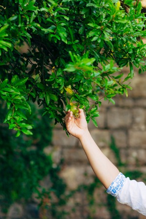 Ripe pomegranate in hands on nature. Fruit in Montenegroの写真素材