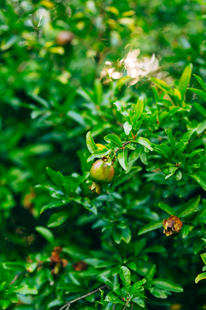 The medium-sized pomegranate fruit on the tree green in Montenegro.の写真素材