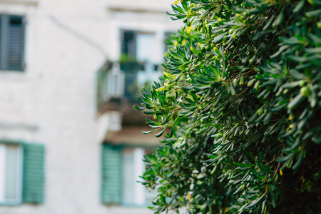 Shrubs and trees Pittosporum in Montenegro. Landscaping design of the hotel.の写真素材