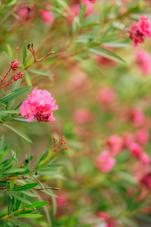 Flowering oleander trees in Montenegro, the Adriatic Sea and the Balkans.