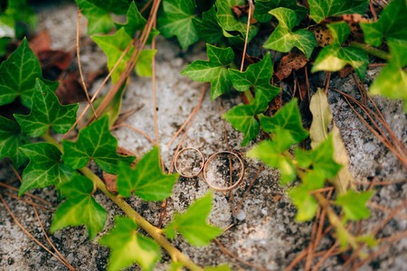 Wedding rings on the ivy. Wedding jewelry.の写真素材