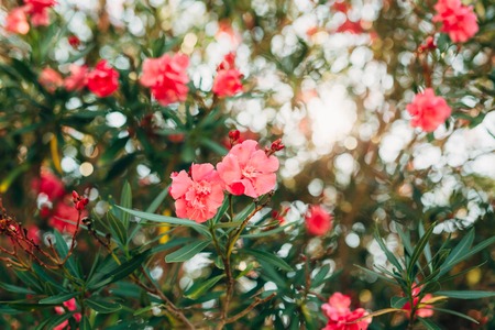 Flowering oleander trees in Montenegro, the Adriatic Sea and the Balkans.の写真素材