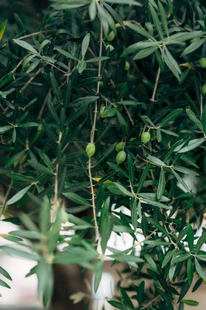 Olive branch with fruits. Olive groves and gardens in Montenegro.の写真素材