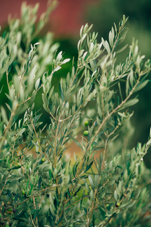 Olive branch with fruits. Olive groves and gardens in Montenegro.の写真素材