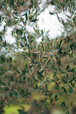 Olive branch with leaves close-up. Olive groves and gardens in Montenegro.の写真素材