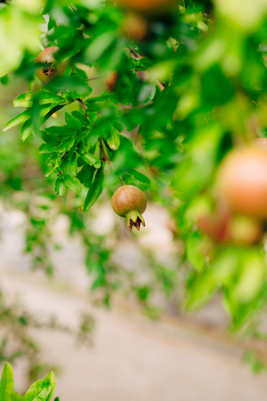 Small pomegranates on the tree in Montenegro.の写真素材