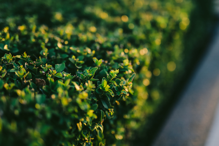 Rectangular green shrub fences, close-up. Flowers and plants in Montenegro.の写真素材