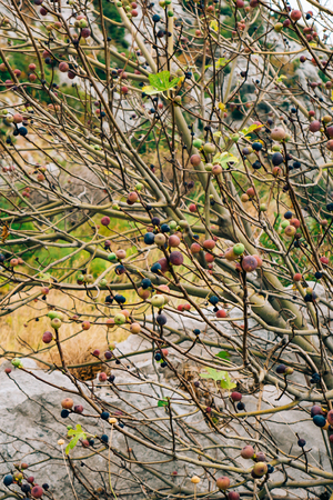 Ripe figs on the tree. Montenegrin fig trees. Wild figs.