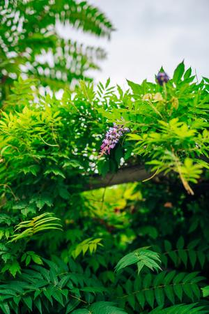 Flowering tree wisteria in Montenegro, the Adriatic and the Balkans.の写真素材