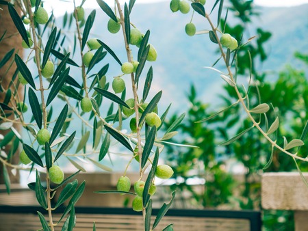 Olive branch with fruits. Olive groves and gardens in Montenegro.の写真素材