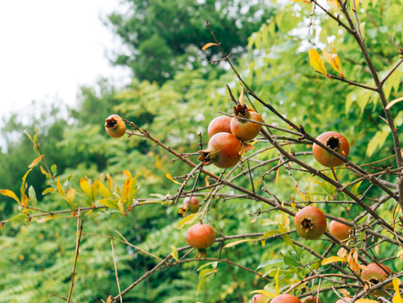 Red ripe pomegranate on the tree. Pomegranate trees in Montenegro.の写真素材