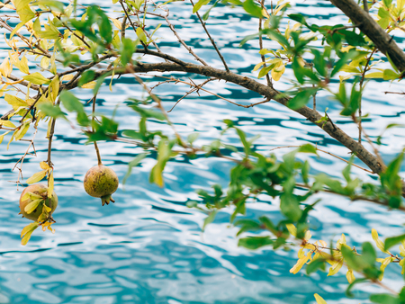 The medium-sized pomegranate fruit on the tree green in Montenegro. Pomegranate tree on the beach.の写真素材