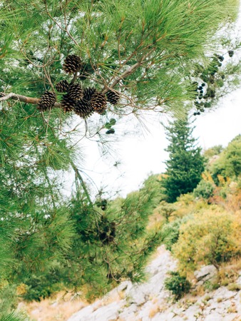 Branches of pine trees in Montenegro near the sea.の写真素材