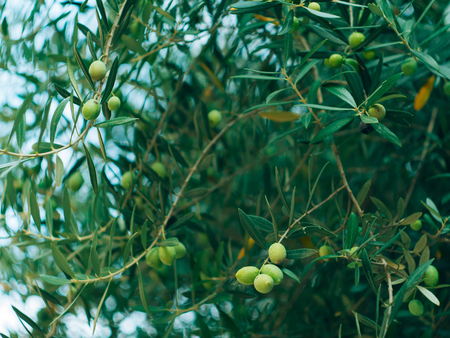 Olive branch with fruits. Olive groves and gardens in Montenegro.の写真素材