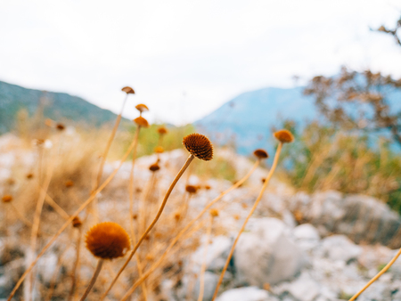 The nature of Montenegro. Wild flowers in the mountains. Adriatic, the Balkans.の写真素材