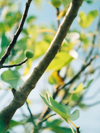 Fig trees, small fruits. Ripening figs on the tree.