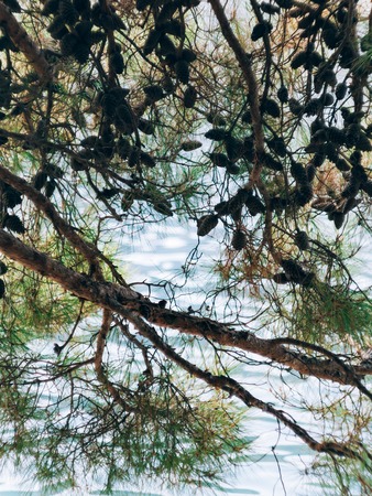 Branches of pine trees in Montenegro near the sea.の写真素材