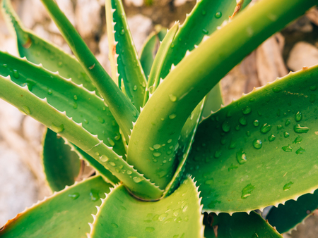 Green cacti close-up in Montenegro. Cacti in the urban landscape.の写真素材