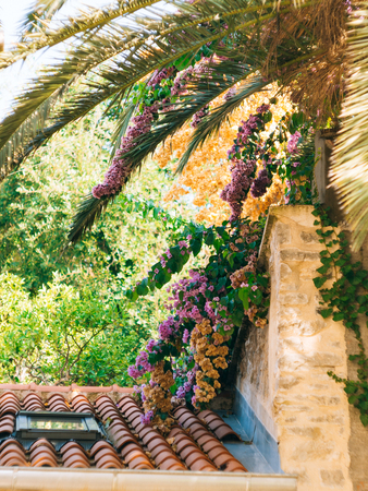 Flowering bougainvillea trees in Montenegro, the Balkans, the Adriatic.の写真素材